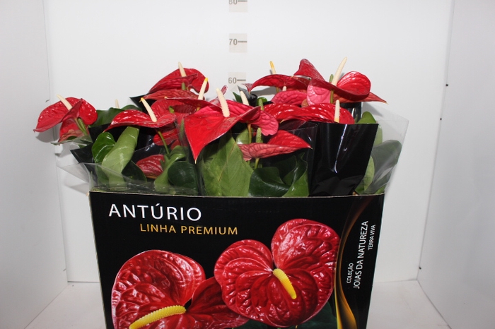 ANTHURIUM MICHIGAN P17 PREMIUM