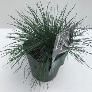 Graminées Festuca 'Elijah Blue'