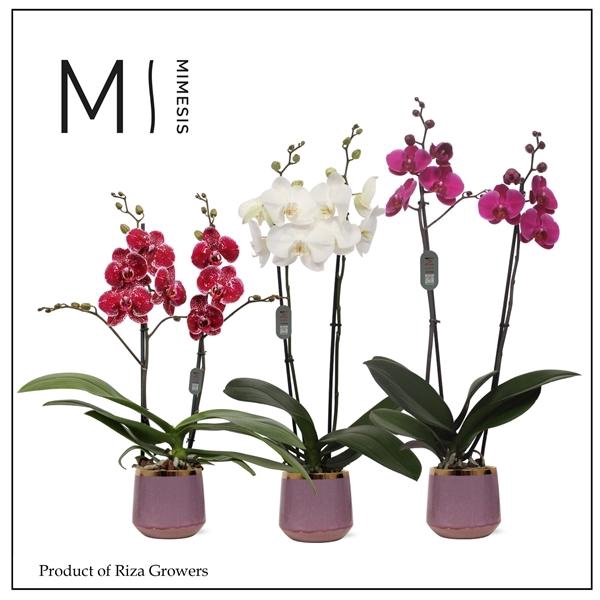 <h4>Mimesis Phal. Mix - 2 spike 12cm in Celeste Ceramic</h4>