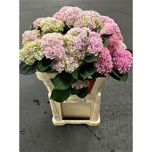 Hydr M Revolution Roze Vertakt