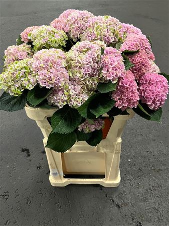 <h4>Hydr M Revolution Roze Vertakt</h4>