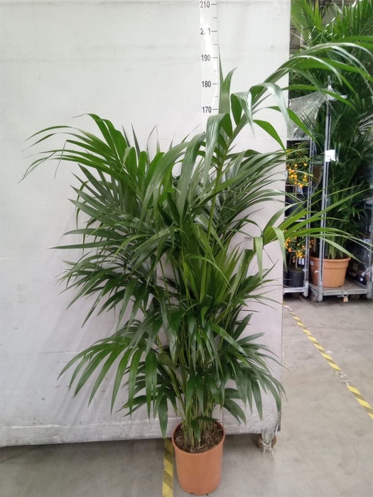 <h4>Howea forsteriana</h4>