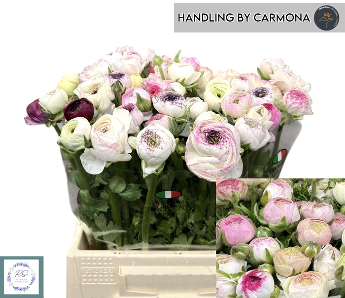 <h4>RANUNCULUS OV</h4>