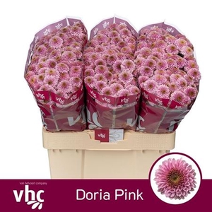 Chr S Aaa Doria Pink