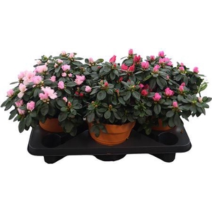 Rhodo Si V Gem 5 Srt Terra Keramiek