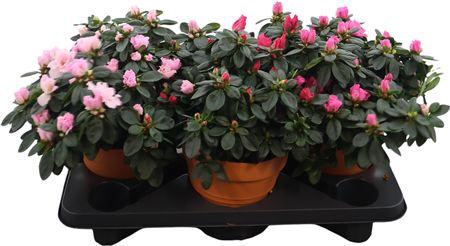 <h4>Rhodo Si V Gem 5 Srt Terra Keramiek</h4>