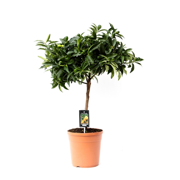 <h4>Citrus Kumquat</h4>