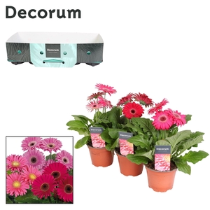 Gerbera 2+bl. 12cm paars (div. kleurtinten) met kraag Decorum