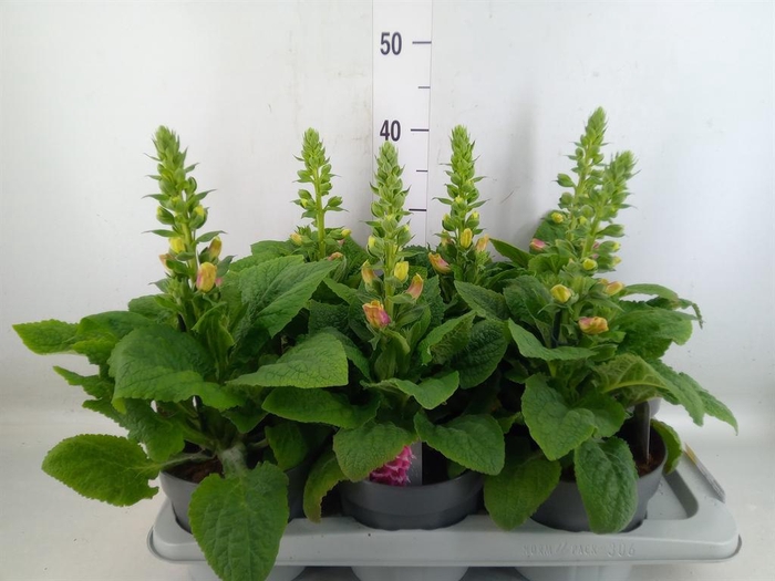 <h4>Digitalis   ...</h4>