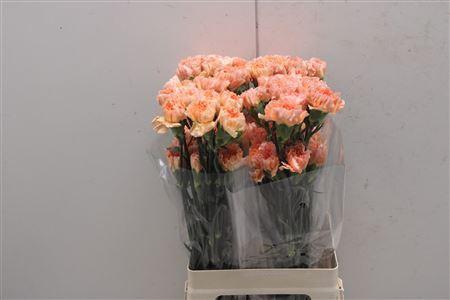 <h4>Di St Goldy</h4>