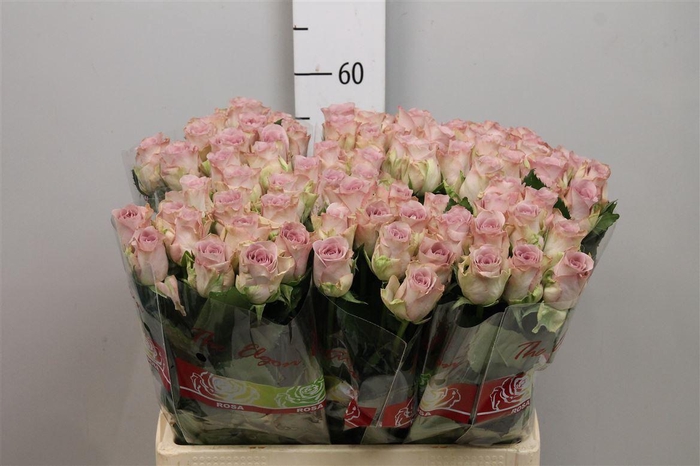 <h4>R Gr Memory Lane!</h4>