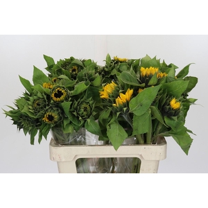 Helianthus Orange Fire