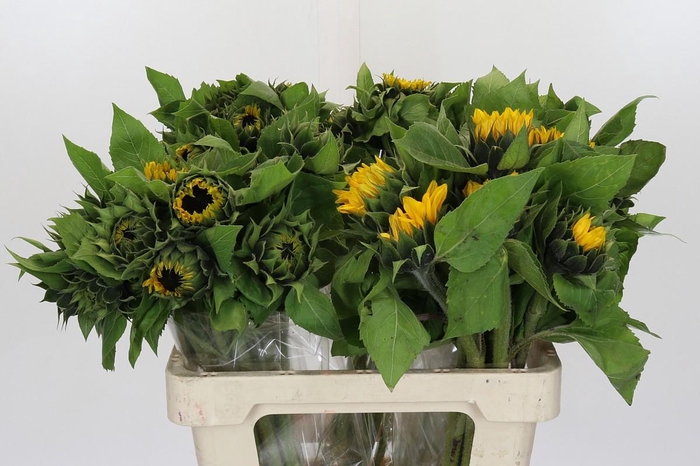 <h4>Helianthus Orange Fire</h4>