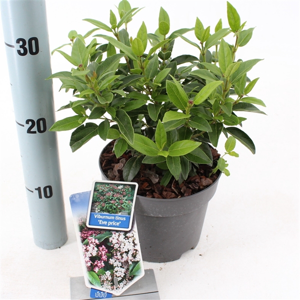 Viburnum tinus 'Mix Shelve' C2