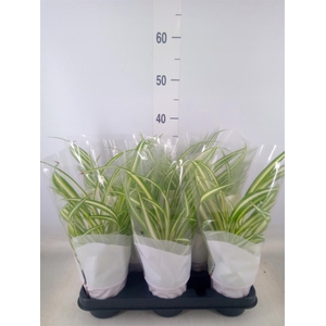 Chlorophytum com. 'Variegatum'