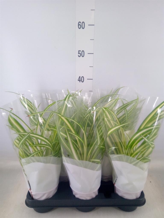 <h4>Chlorophytum com. 'Variegatum'</h4>