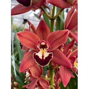 Cymbidium Brownie