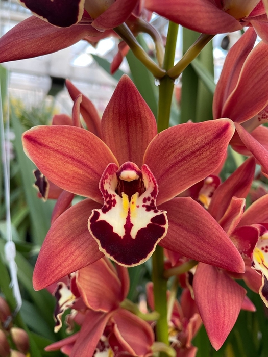 <h4>Cymbidium Brownie</h4>