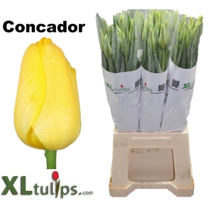 TU EN CONCA