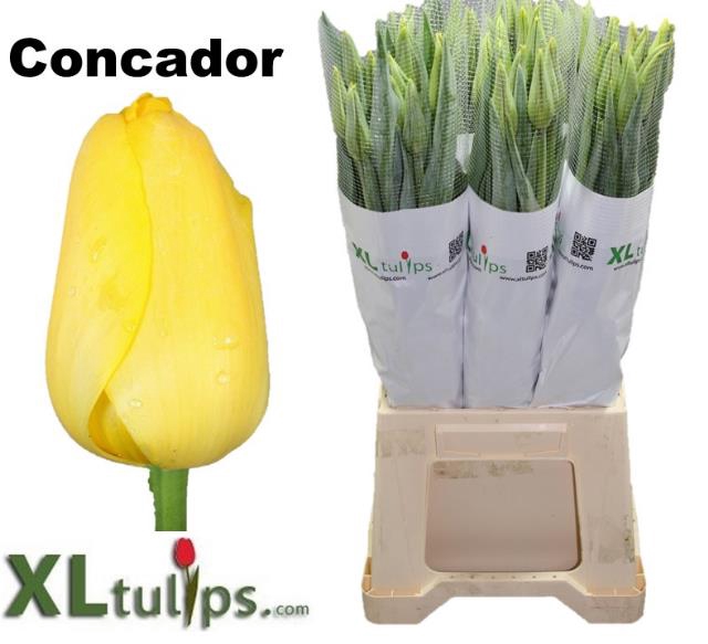 TU EN CONCA