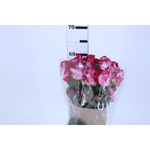 ROSA BLUEZ 060 CM BICOLOR ESTUFA