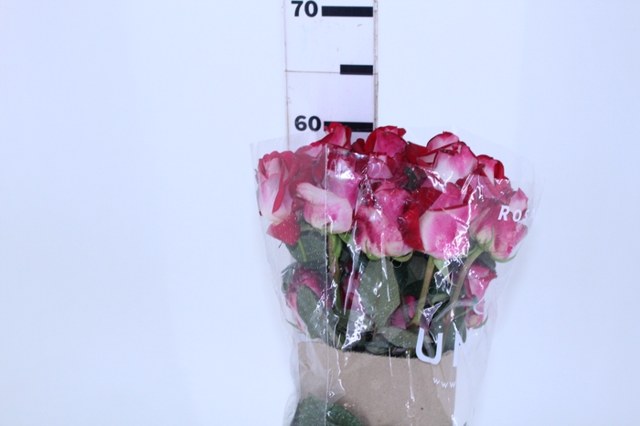 ROSA BLUEZ 060 CM BICOLOR ESTUFA