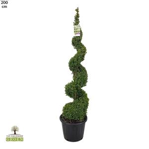 Buxus sempervirens Spiraal 160-180