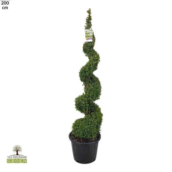 <h4>Buxus sempervirens Spiraal 160-180</h4>