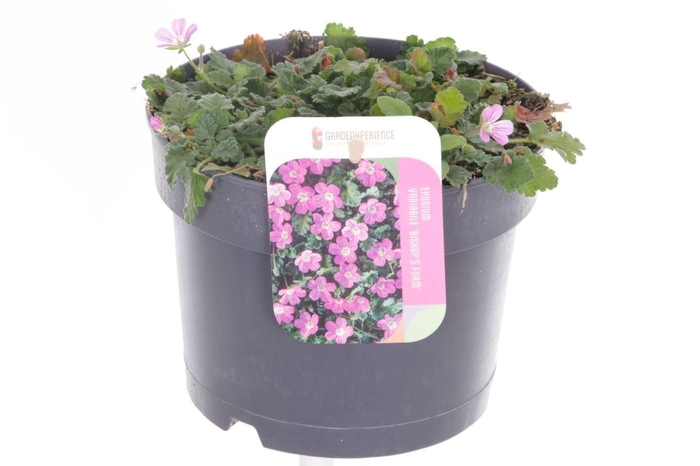 Erodium x variabile Bishops Form