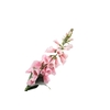 Digitalis Pink Light