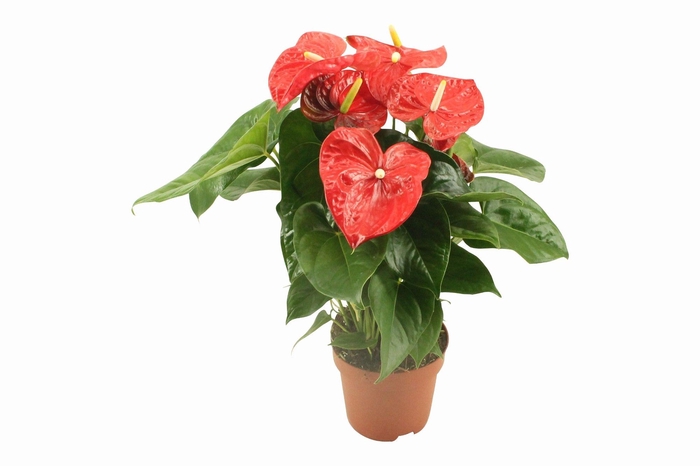 <h4>Anthurium XL.88  Aloha Red pot 17cm</h4>