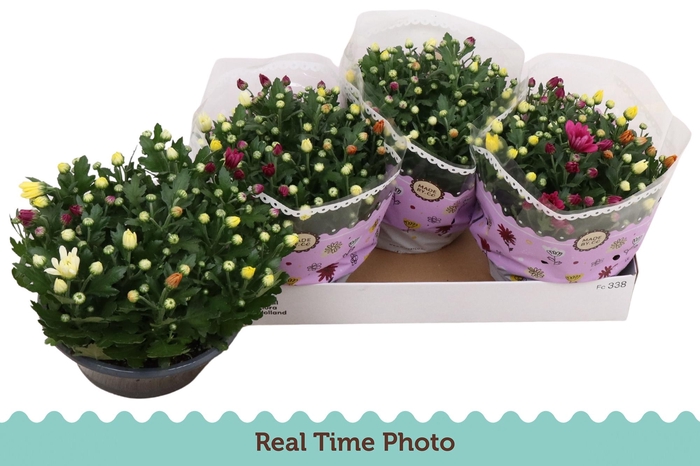 <h4>CHRYS GEM IN POT</h4>