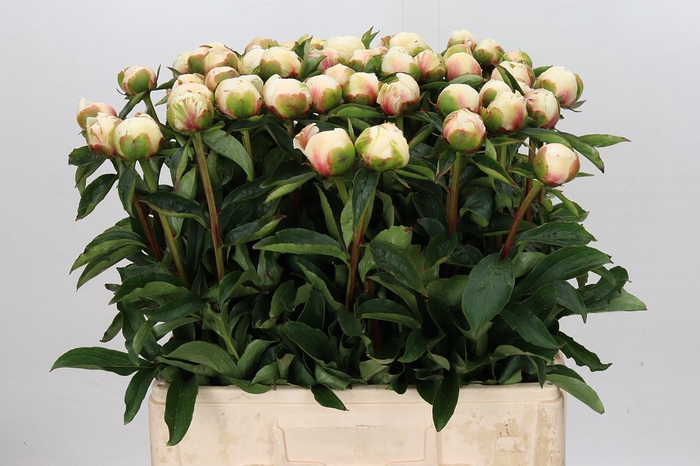 <h4>Paeonia Mothers Day</h4>