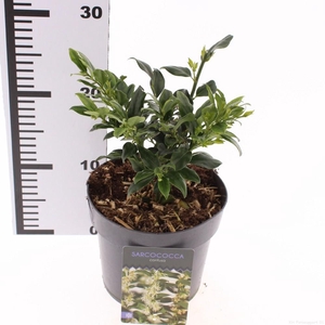 Sarcococca confusa
