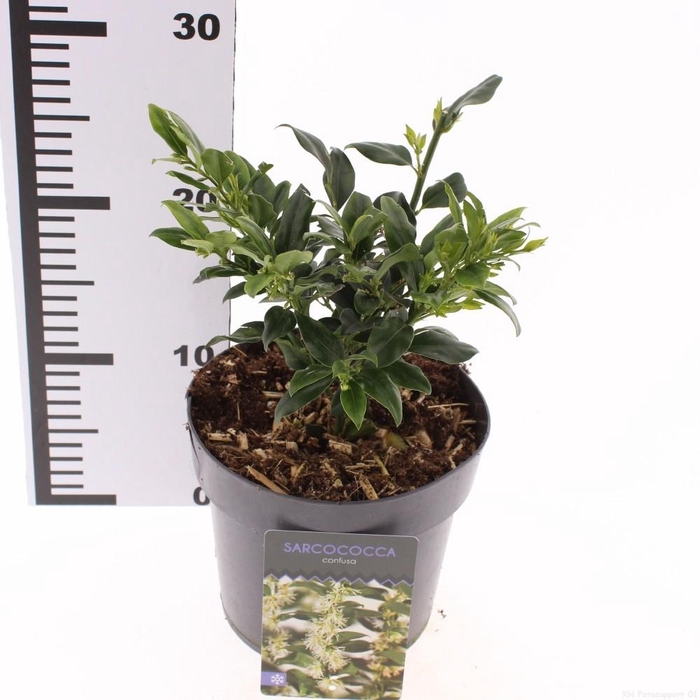 <h4>Sarcococca confusa</h4>