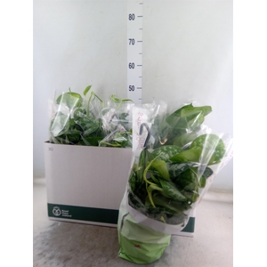 Scindapsus pictus 'Trebie'