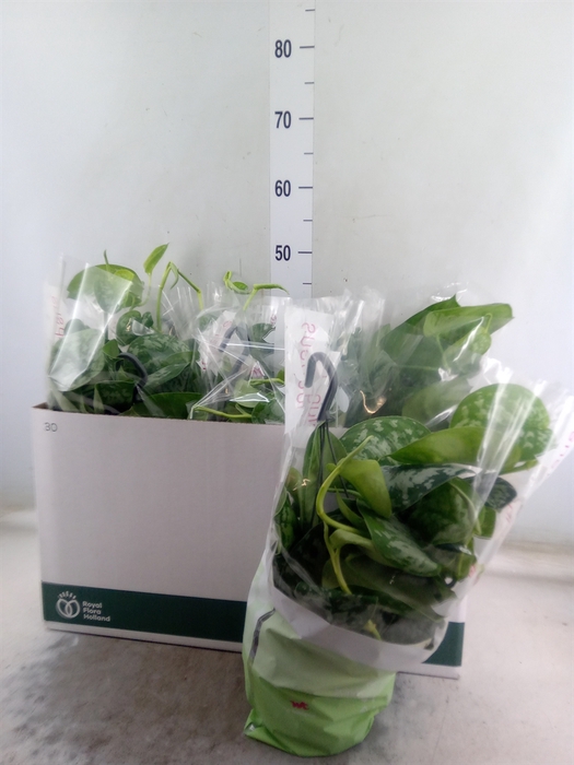 <h4>Scindapsus pictus 'Trebie'</h4>