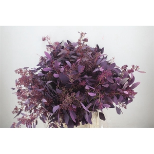 Euca Populus Berry 300gr Abs Lilac P Bunch