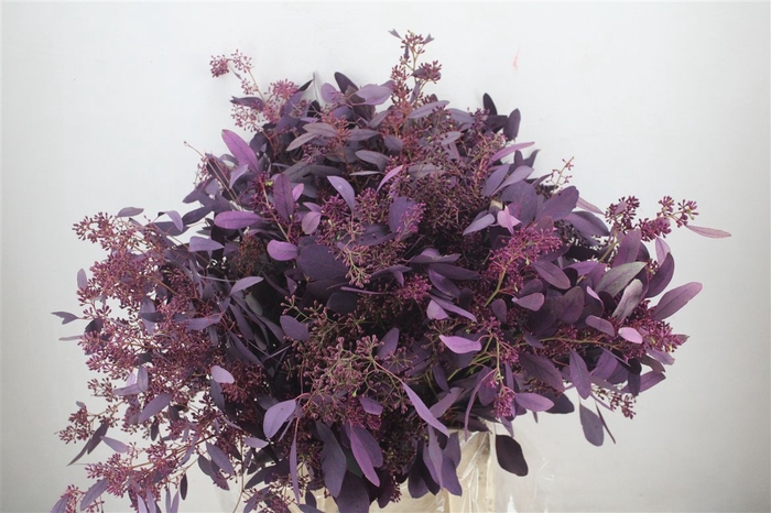 <h4>Euca Populus Berry 300gr Abs Lilac P Bunch</h4>