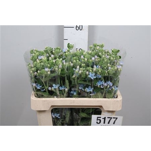 Oxy Co Tan Pure Blu