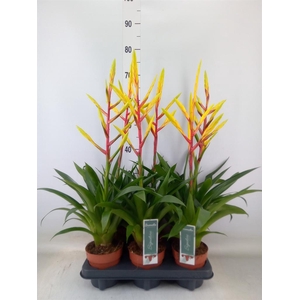 Tillandsia  'Luminosa'