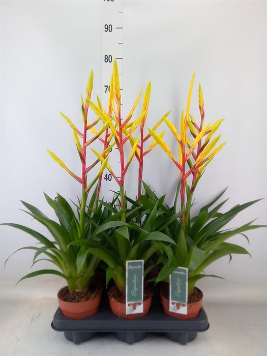 <h4>Tillandsia  'Luminosa'</h4>