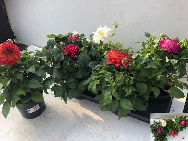 <h4>DAHLIA DAHL GEM</h4>