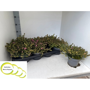 Eric Da Kramers Rote P12