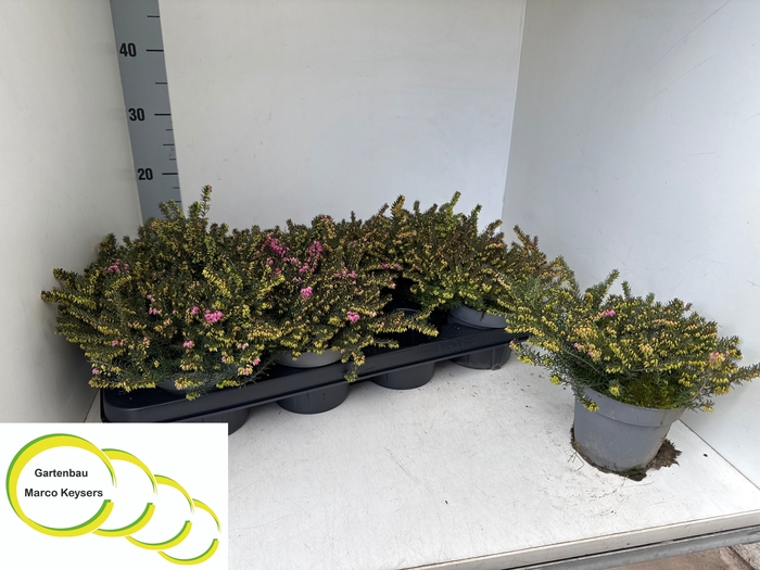 <h4>Eric Da Kramers Rote P12</h4>