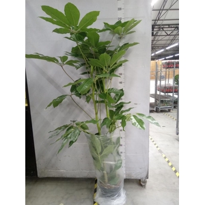 Schefflera actin. 'Amate'