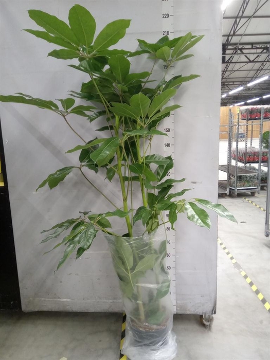 <h4>Schefflera actin. 'Amate'</h4>