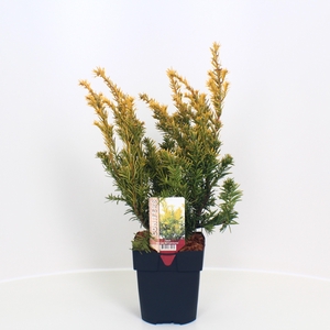 Taxus baccata 'Semperaurea' P17