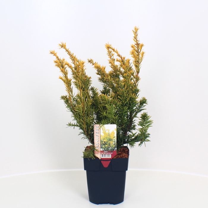 <h4>Taxus baccata 'Semperaurea' P17</h4>
