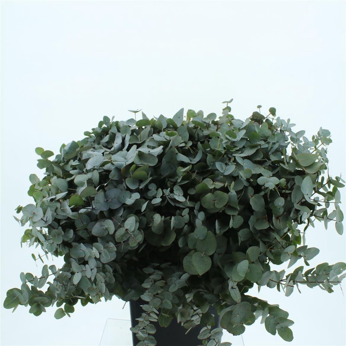 <h4>Euca Cinerea P Stem 75 Cm</h4>